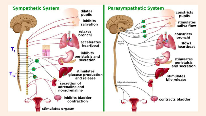 how does the nervous system works
